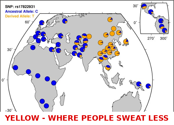 SNP rs17822931 allele distribution map. Ancestral allele: C; derived allele: T. Yellow indicates where people sweat less.