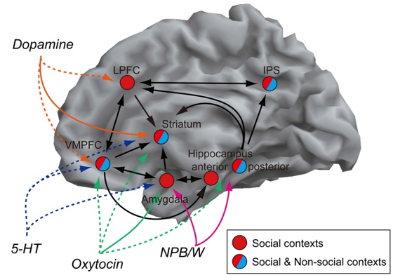 Figure 2. Network model of social dominance.